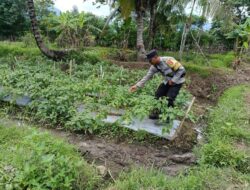 Dukung Ketahanan Pangan Nasional, Bhabinkamtibmas Desa Jurumapin Sambangi Petani Milenial dan Tinjau Kebun Cabai