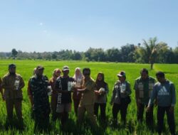 Babinsa Kuripan Utara Dampingi Gerdal Pupuk Hayati Petani