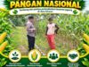 “DUKUNG PROGRAM KETAHANAN PANGAN, BHABINKAMTIBMAS PANTAU PERTUMBUHAN JAGUNG DI DESA BINAAN”