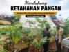 Polsek Tuban Dukung Ketahanan Pangan, Pantau Pemanfaatan Lahan Pekarangan Warga