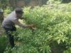 Bhabinkamtibmas Masbagik Selatan Cek Lahan Pangan Bergizi, Dukung Program Swasembada Pangan