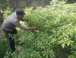 Bhabinkamtibmas Masbagik Selatan Cek Lahan Pangan Bergizi, Dukung Program Swasembada Pangan