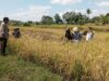 Dukung Penuh Ketahanan Pangan Nasional, Bhabinkamtibmas Desa Moyo Sambangi Petani yang Sedang Panen Padi