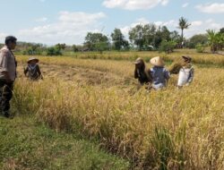 Dukung Penuh Ketahanan Pangan Nasional, Bhabinkamtibmas Desa Moyo Sambangi Petani yang Sedang Panen Padi