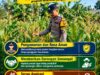 Mendukung Program Ketahanan Pangan, Bhabinkamtibmas Monitoring Pertumbuhan Jagung
