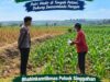 Anggota Polsek Singgahan Polresta Tuban Turun Cek Tanaman jagung Warga di Desa Mulyoagung