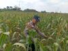 Polri Dukung Astacita, Polsek Semanding Polresta Tuban Turun Cek Tanaman jagung milik Warga di Desa Ngino