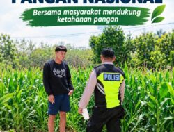 Polsek Soko Polresta Tuban Turun Langsung Cek Tanaman Jagung Warga