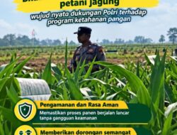 Mendukung Program Ketahanan Pangan, Bhabinkamtibmas Monitoring Pertumbuhan Jagung