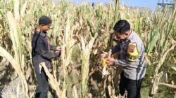 Bhabinkamtibmas Desa O’o Dorong Warga Manfaatkan Lahan untuk Mendukung Ketahanan Pangan