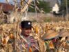 POLSEK BANCAR WUJUDKAN KETAHANAN PANGAN NASIONAL MELALUI SINERGI DENGAN PETANI JAGUNG DESA NGAMPELREJO