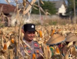 POLSEK BANCAR WUJUDKAN KETAHANAN PANGAN NASIONAL MELALUI SINERGI DENGAN PETANI JAGUNG DESA NGAMPELREJO