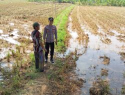 Dukung Ketahanan Pangan, Bhabinkamtibmas Polsek Tambakboyo Cek Lahan Pasca Panen di Area Persawahan