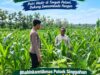 Anggota Polsek Singgahan Polresta Tuban Turun Cek Tanaman jagung Warga di Desa Tingkis