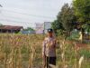 Dukung Ketahanan Pangan Nasional, Bhabinkamtibmas Polsek Kenduruan Polresta Tuban Cek Perkembangan Tanaman Jagung Warga