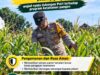 Mendukung Program Ketahanan Pangan, Bhabinkamtibmas Monitoring Pertumbuhan Jagung