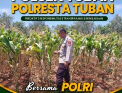 Dukung Ketahanan Pangan Nasional, Polsek Bangilan Monitoring Tanaman Jagung