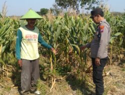 Dukung Astacita Presiden, Polsek Kenduruan Polres Tuban Pantau Perkembangan Tanaman Jagung Warga .