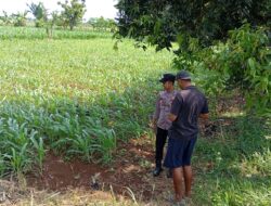 Dukung Ketahanan Pangan, Bhabinkamtibmas Polsek Tambakboyo Sambang Petani Jagung