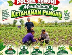 Unit Binmas Polsek Senori Polresta Tuban Memantau Tanaman Jagung Milik Warga Desa Kaligede Kecamatan Senori Guna Mendukung Program Ketahanan Pangan