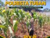 Polsek Tuban Pantau Tanaman Jagung Menjelang Panen, Dukung Ketahanan Pangan Nasional