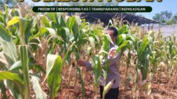 Polsek Tuban Pantau Tanaman Jagung Menjelang Panen, Dukung Ketahanan Pangan Nasional