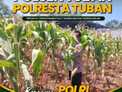 Polsek Tuban Pantau Tanaman Jagung Menjelang Panen, Dukung Ketahanan Pangan Nasional