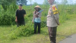 Bhabinkamtibmas Sorinomo Dorong Warga Rawat Tanaman Jagung dan Manfaatkan Pekarangan Dukung Ketahanan Pangan