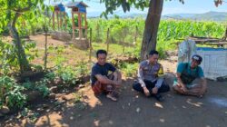 Bhabinkamtibmas Dorokobo Dorong Petani Perhatikan Pertumbuhan Jagung, Dukung Ketahanan Pangan