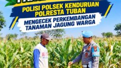 Dukung Astacita, Polmas Polsek Kenduruan Polresta Tuban Cek Perkembangan Tanaman Jagung Warga