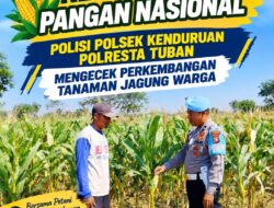 Dukung Astacita, Polmas Polsek Kenduruan Polresta Tuban Cek Perkembangan Tanaman Jagung Warga