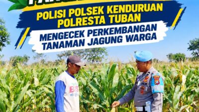 Dukung Astacita, Polmas Polsek Kenduruan Polresta Tuban Cek Perkembangan Tanaman Jagung Warga