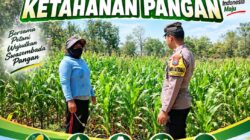Anggota Bhabinkamtibmas Polsek Senori Polresta Tuban Lakukan Pemantauan Tanaman Jagung Dukung Program Ketahanan Pangan