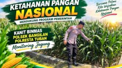 Dukung Ketahanan Pangan Nasional, Polsek Bangilan Monitoring Tanaman Jagung