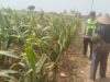 Polisi Polsek jenu Polres Tuban Turun ke Ladang, Dampingi Petani Jagung Dukung Ketahanan Pangan