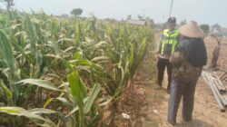 Polisi Polsek jenu Polres Tuban Turun ke Ladang, Dampingi Petani Jagung Dukung Ketahanan Pangan