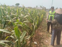 Polisi Polsek jenu Polres Tuban Turun ke Ladang, Dampingi Petani Jagung Dukung Ketahanan Pangan