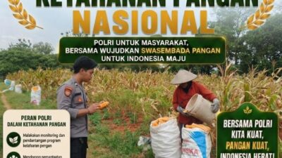 BRIPDA SHANDY MONITORING PANEN JAGUNG DI BANCAR, DUKUNG KETAHANAN PANGAN