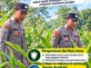 Mendukung Program Ketahanan Pangan, Bhabinkamtibmas Monitoring Pertumbuhan Jagung