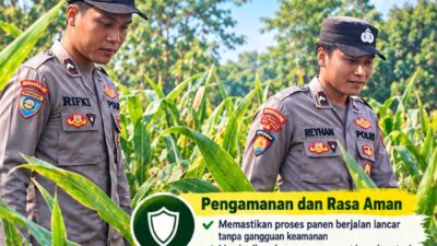 Mendukung Program Ketahanan Pangan, Bhabinkamtibmas Monitoring Pertumbuhan Jagung