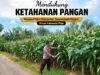 Polsek Tuban Pantau Lahan Jagung Warga, Dukung Ketahanan Pangan Berkelanjutan