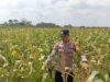 Dukung Astacita Presiden, Polsek Kenduruan Polresta Tuban Cek Perkembangan Tanaman Jagung Warga .