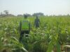 Polisi Polsek jenu Polres Tuban Turun ke Ladang, Dampingi Petani Jagung Dukung Ketahanan Pangan