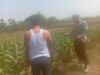 Dukung Asta Cita Presiden, Polsek Kenduruan Polresta Tuban Perkuat Ketahanan Pangan Melalui Pendampingan Petani Jagung
