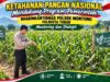 Polsek Montong Polresta Tuban Turun Cek Tanaman jagung Warga di Desa Pucangan
