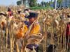Dukung Ketahanan Pangan, Anggota Polsek Bancar Turun Langsung Bantu Warga Desa Ngampelrejo Panen Jagung