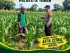 ANGGOTA POLSEK KEREK POLRESTA TUBAN PANTAU PERTUMBUHAN TANAMAN JAGUNG