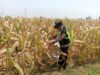 Polisi Polsek jenu Polres Tuban Turun ke Ladang, Dampingi Petani Jagung Dukung Ketahanan Pangan