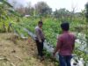 Polri Dukung Astacita, Polsek Grabagan Polresta Tuban Turun Cek Tanaman jagung milik Warga di Desa Grabagan