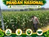 Polsek Bangilan Dukung Ketahanan Pangan Nasional, Pantau Tanaman Jagung Warga